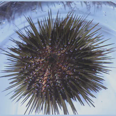 Sea urchin original image