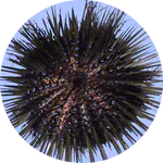 Urchin Photodetection
