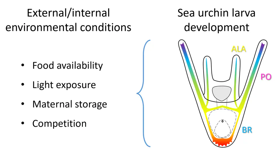 Phenotypic response to food availability in sea urchin larvae and impact of light during development and growth