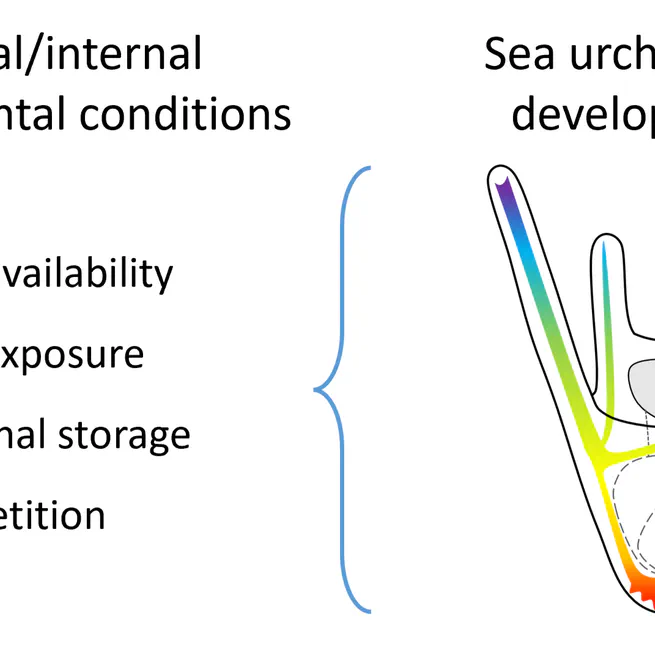 Phenotypic response to food availability in sea urchin larvae and impact of light during development and growth