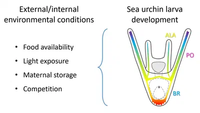Phenotypic response to food availability in sea urchin larvae and impact of light during development and growth featured image