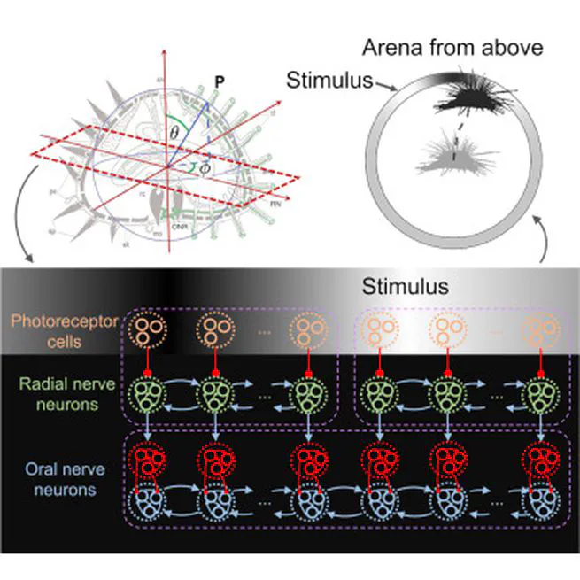 A Model of Decentralized Vision in the Sea Urchin Diadema africanum