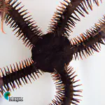 Run and Hide: Visual Performance in a Brittle Star